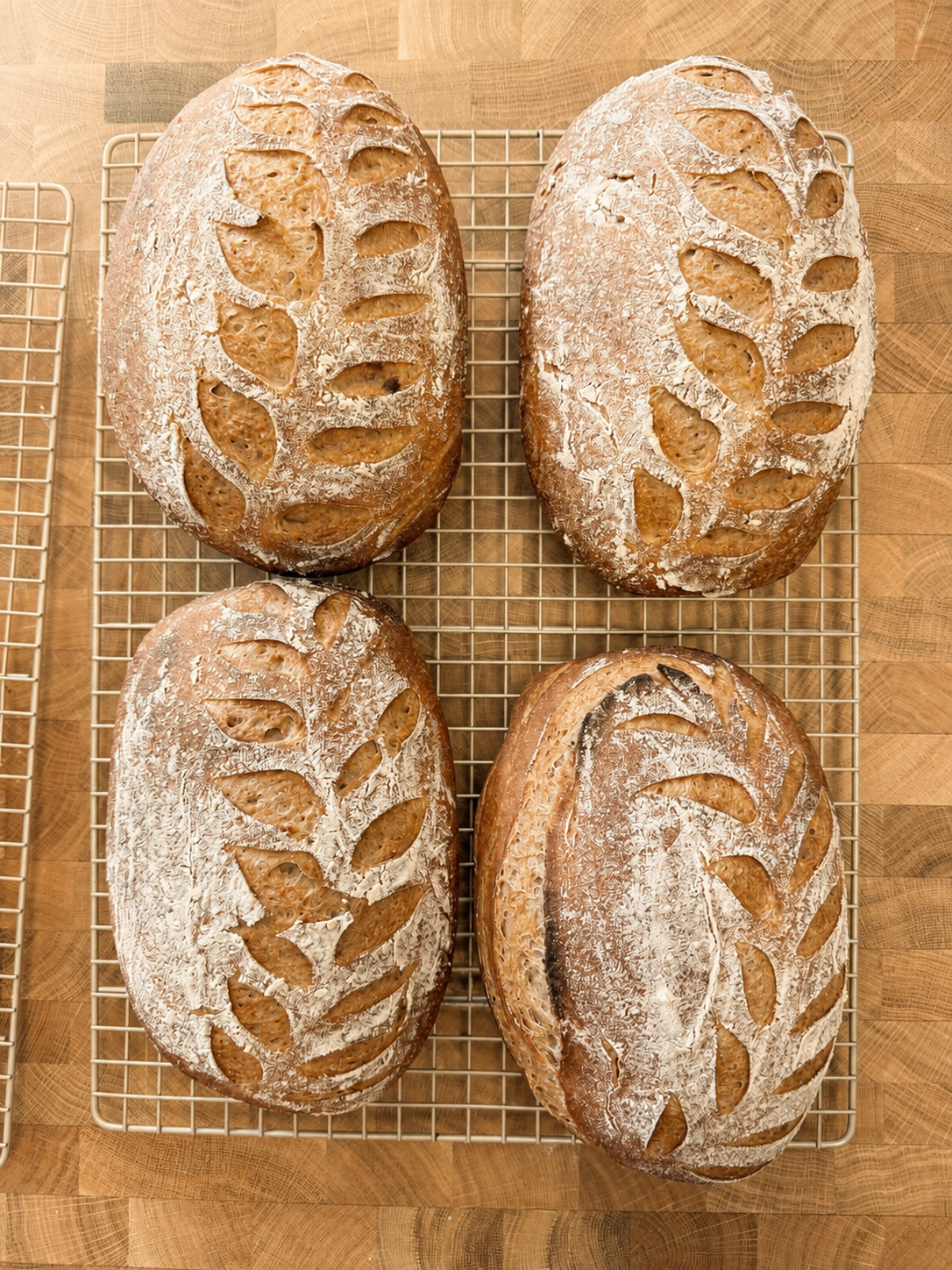 Gluten Free Sourdough
